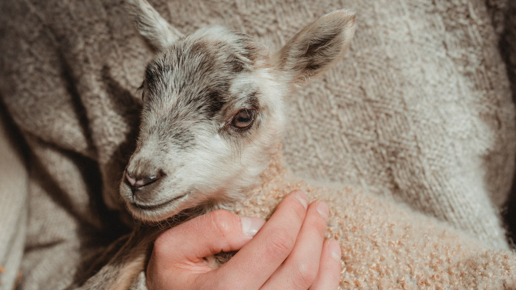 Tuleeko maailman vastuullisin villa Suomesta?