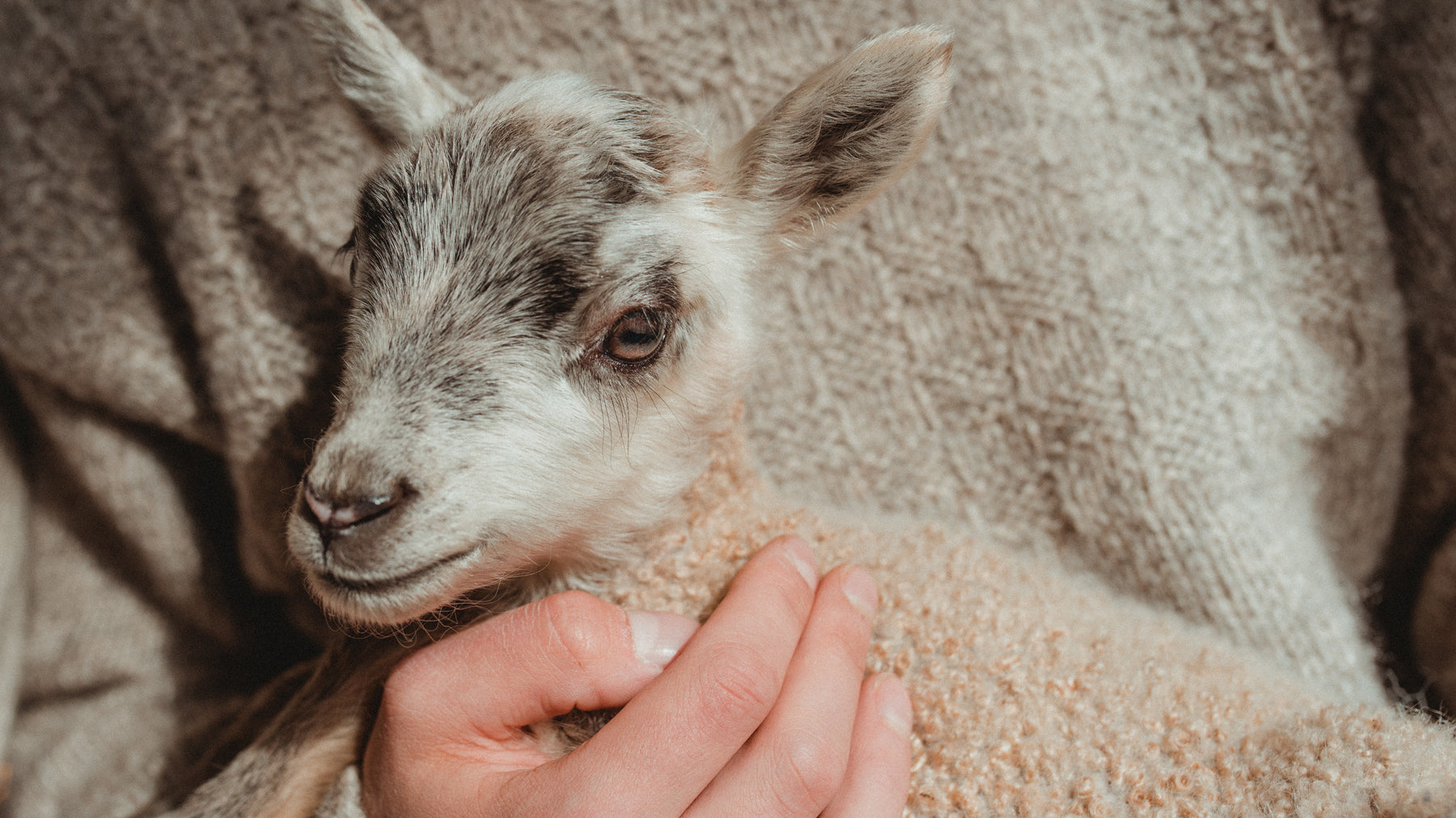 Myssy lemmikkilampaiden villasta