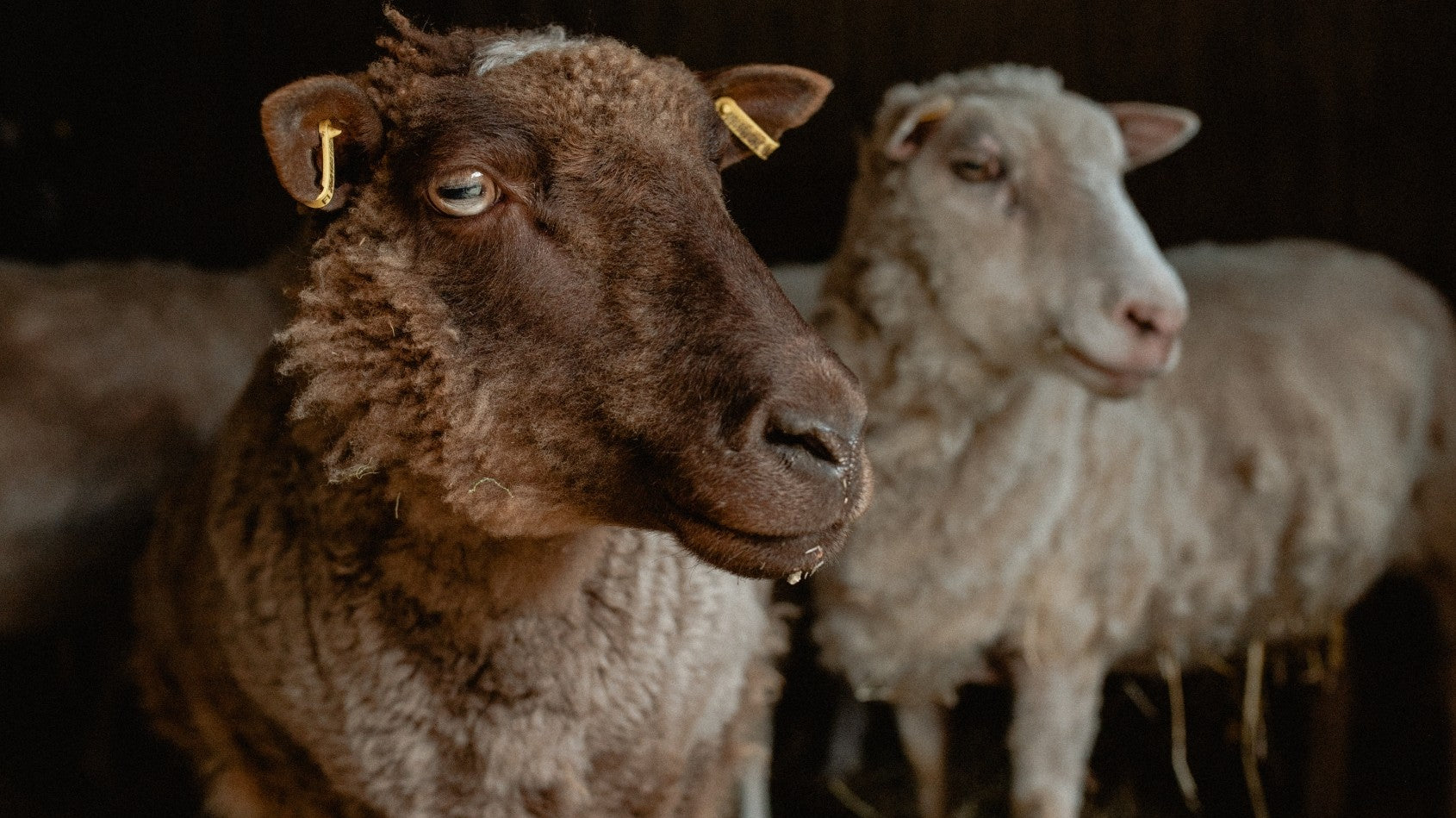 Save the Myssy - Roolimme suomalaisessa villataloudessa