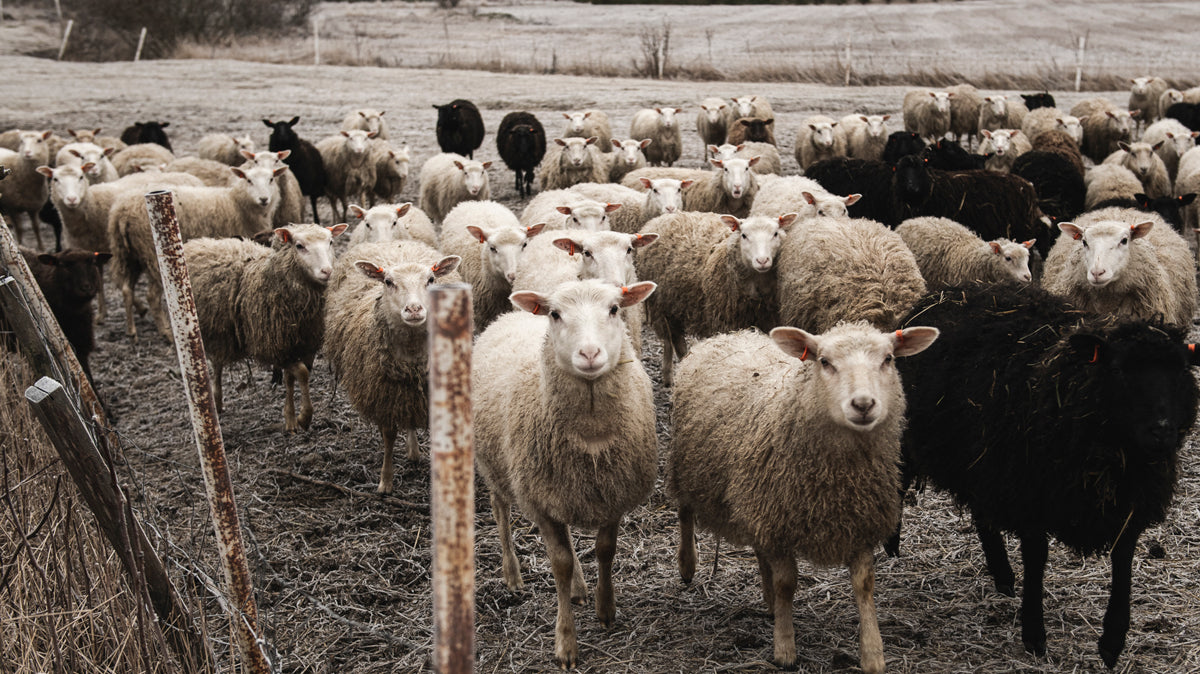 Kannanottomme: Suomalaisen villan hävittäminen tulee lopettaa!