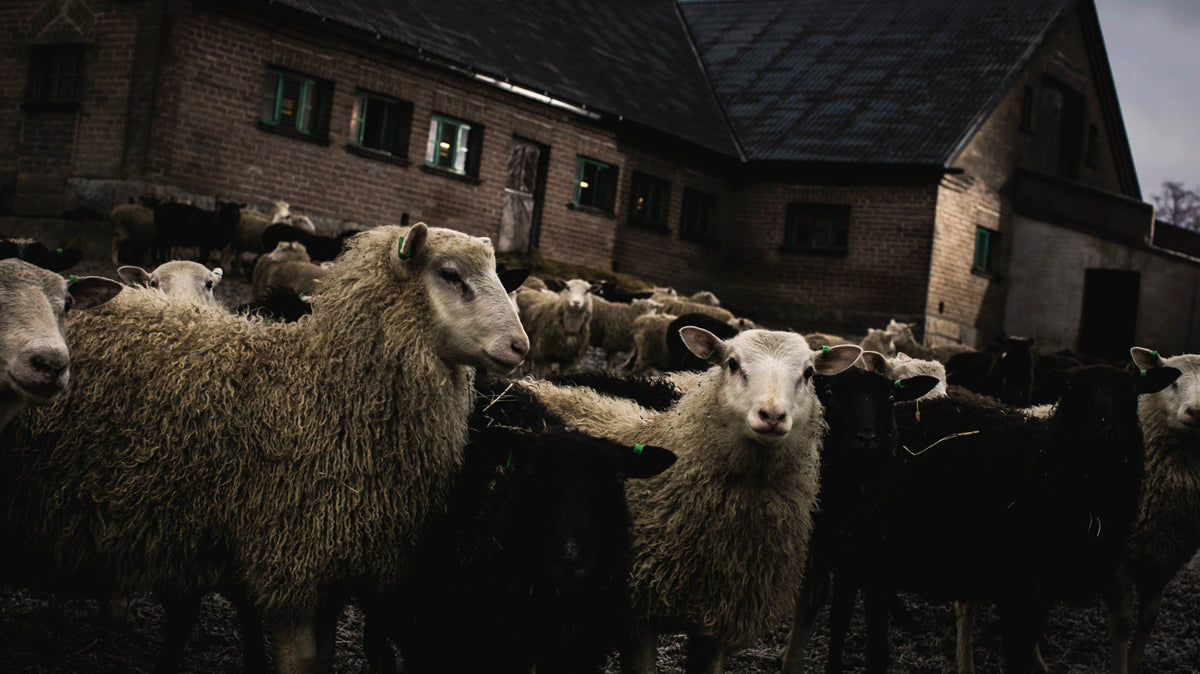 Ostamme laadukasta suomeenlampaan luomuvillaa