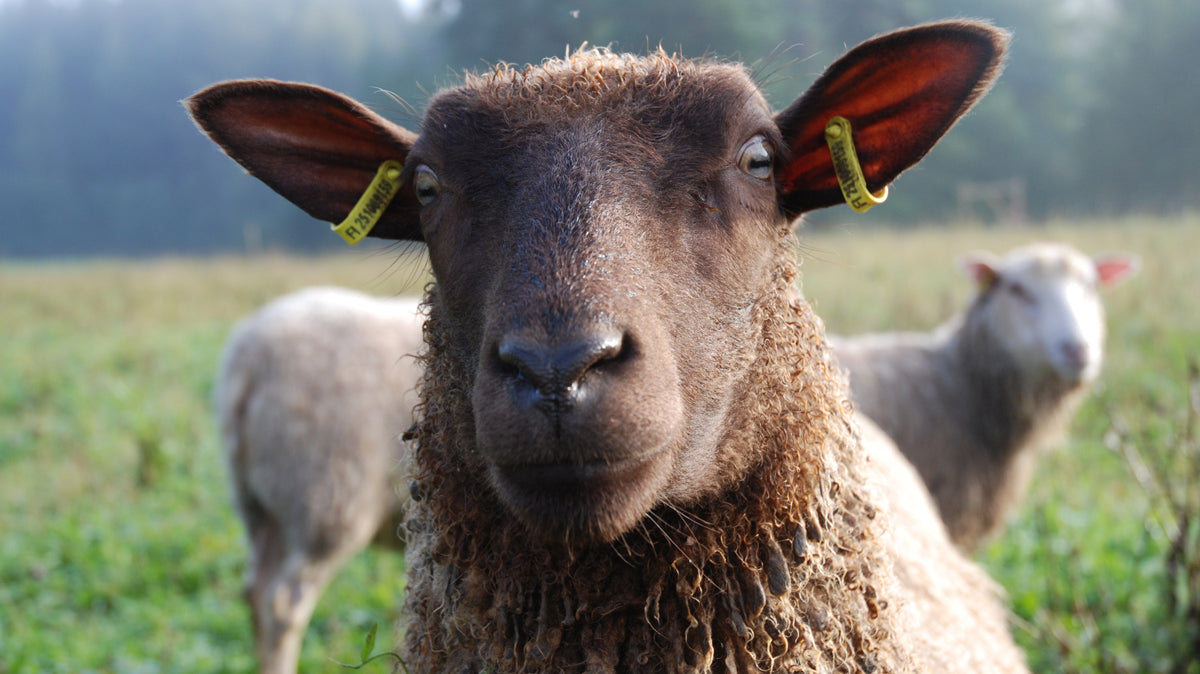 Mitä ihmettä? Mustan lampaan päivänä vihertää