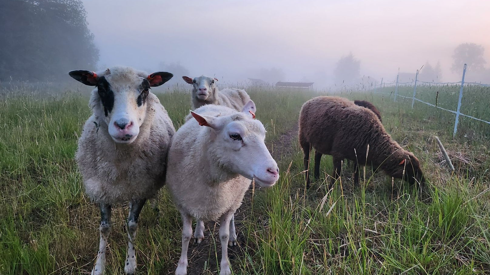 Avoimet Ovet & Neulonnan SM-kisat la 26.8. klo 10-16