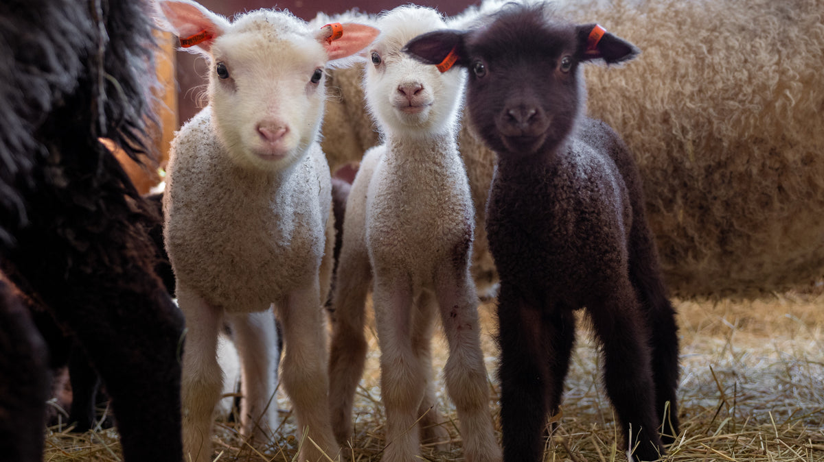 Kesän Myssylivet: Teemana suomenlampaan villa!