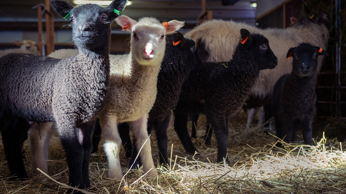 Myssyvilla-sopimustuottajapilotti starttaa tänä keväänä 2021!