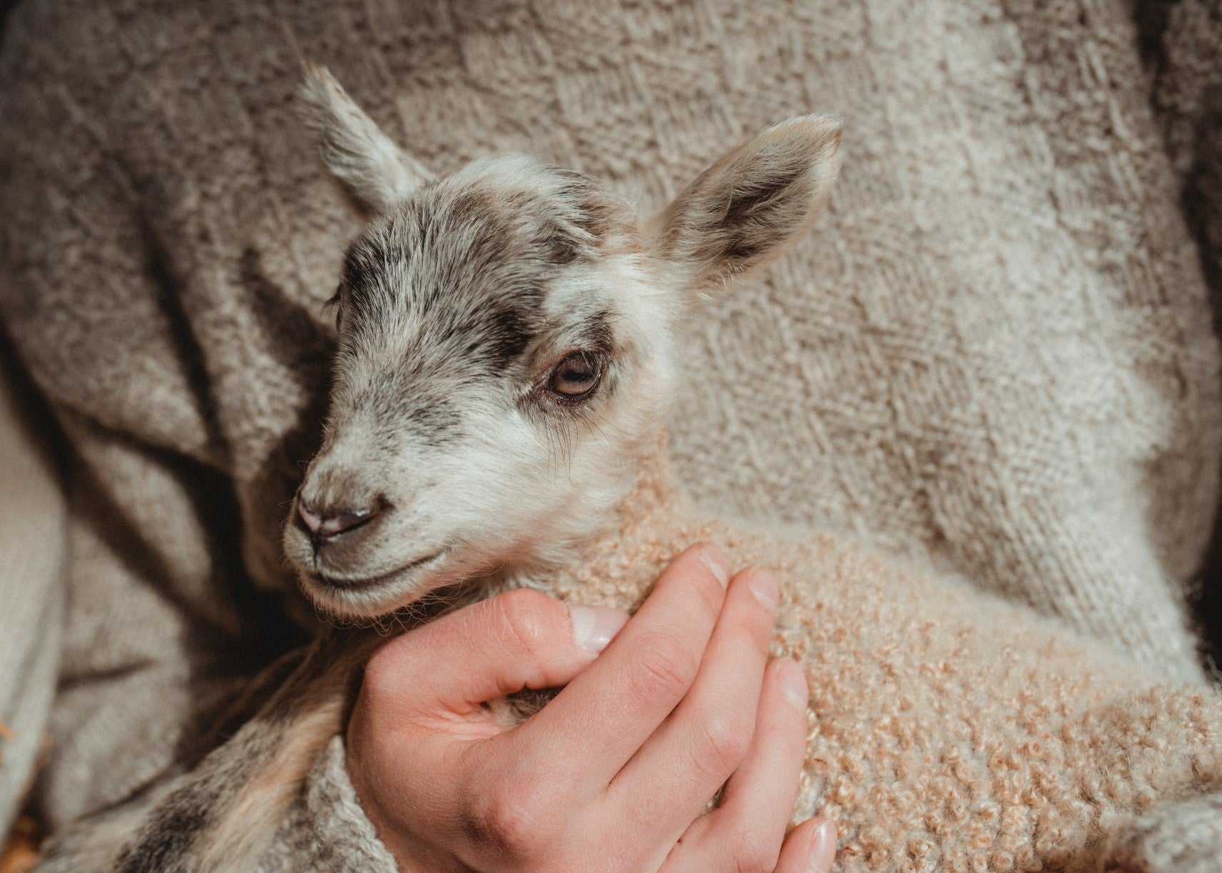 Tuleeko maailman vastuullisin villa Suomesta?