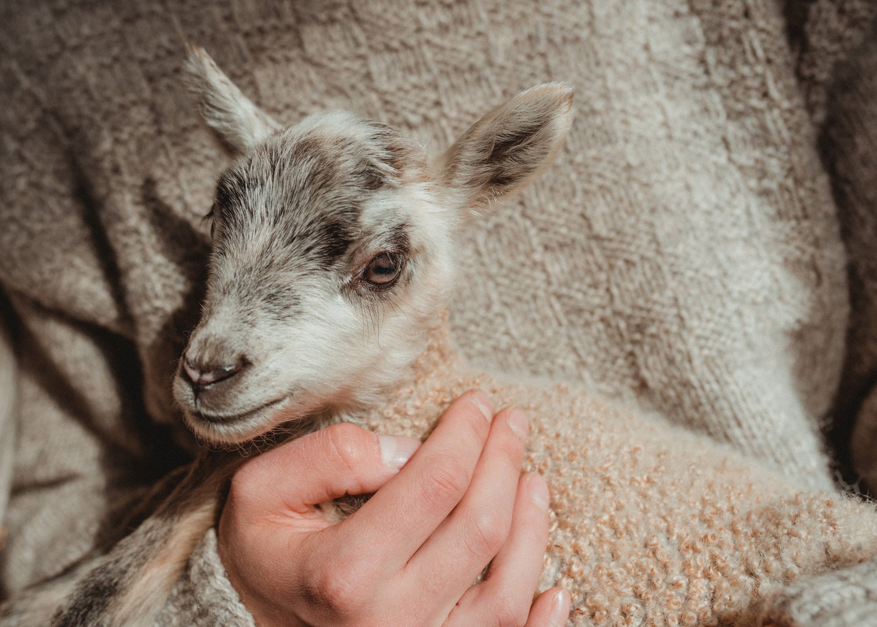 Myssy lemmikkilampaiden villasta