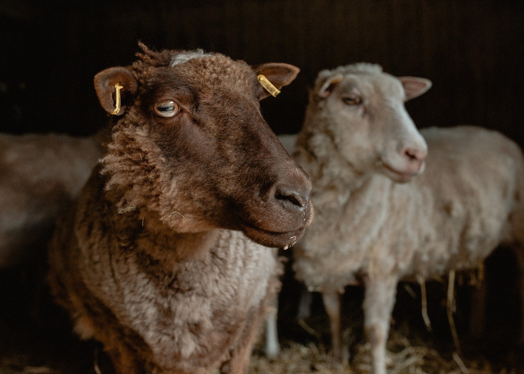 Save the Myssy - Roolimme suomalaisessa villataloudessa