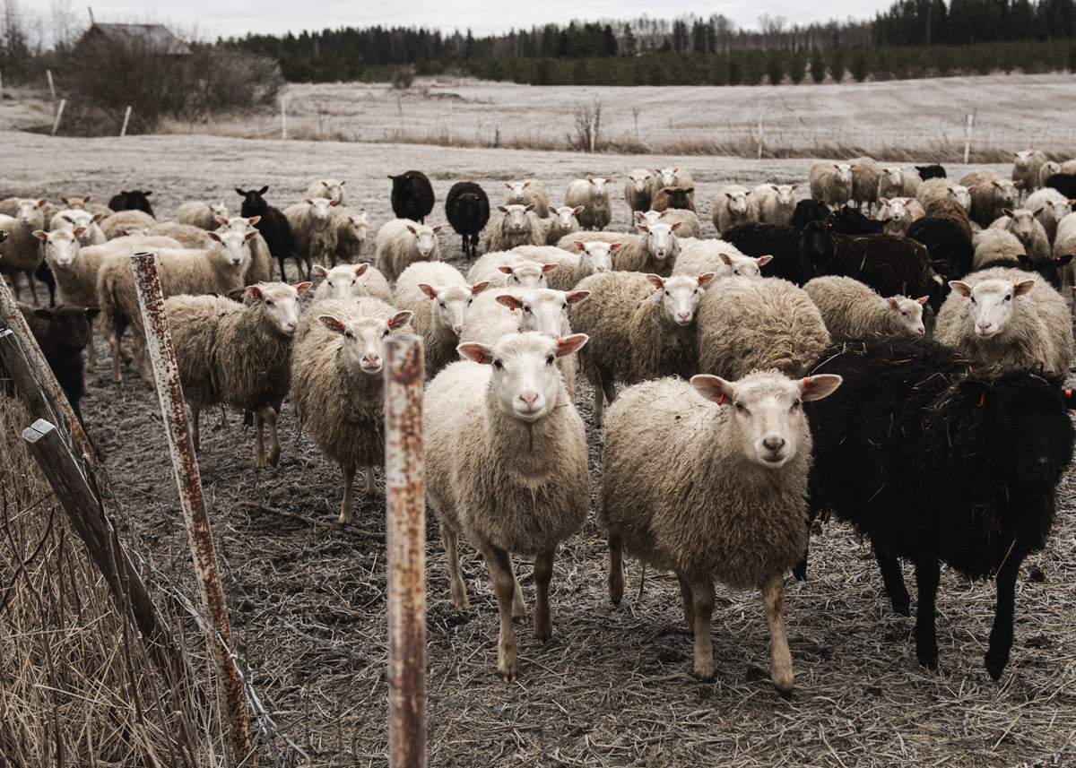 Kannanottomme: Suomalaisen villan hävittäminen tulee lopettaa!