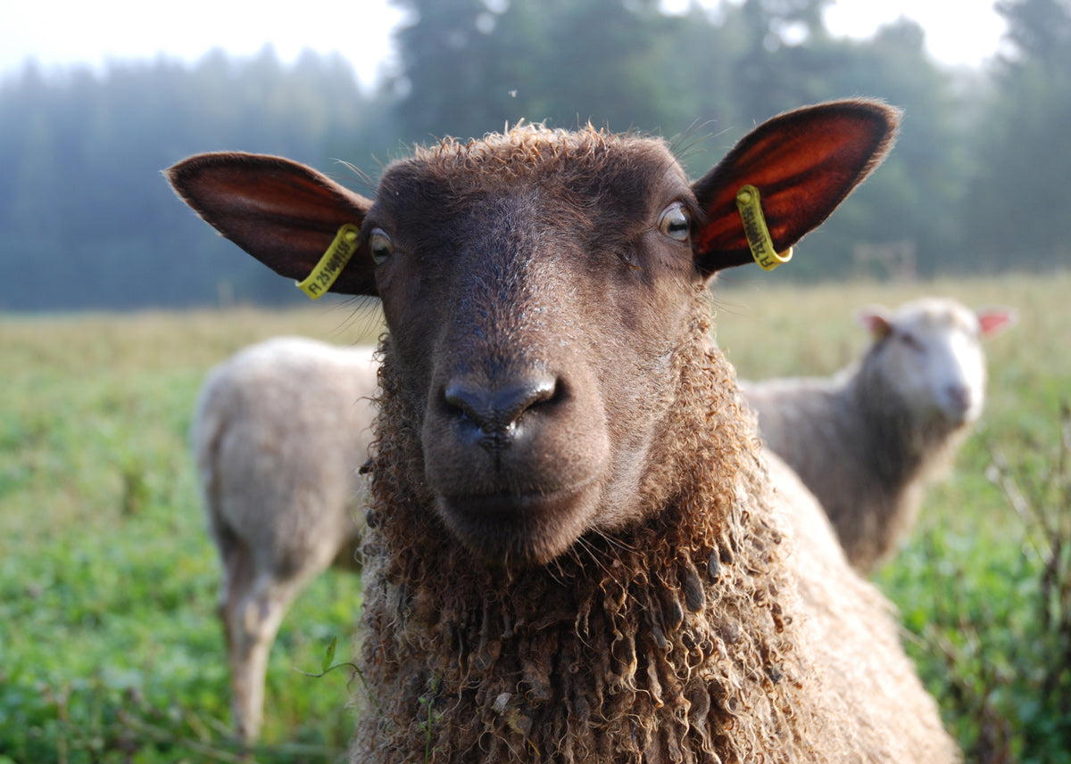 Mitä ihmettä? Mustan lampaan päivänä vihertää