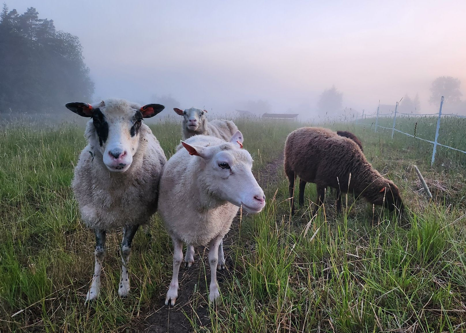 Avoimet Ovet & Neulonnan SM-kisat la 26.8. klo 10-16