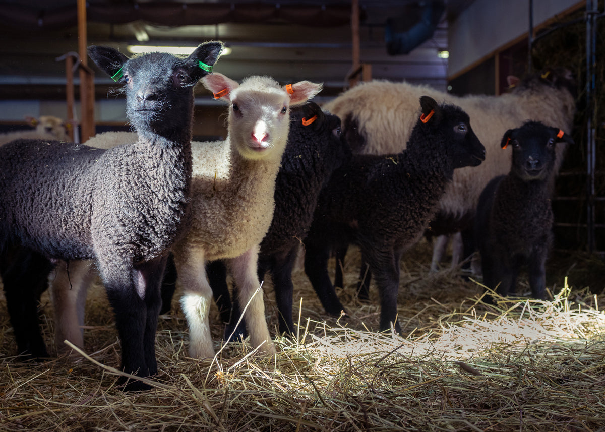 Myssyvilla-sopimustuottajapilotti starttaa tänä keväänä 2021!