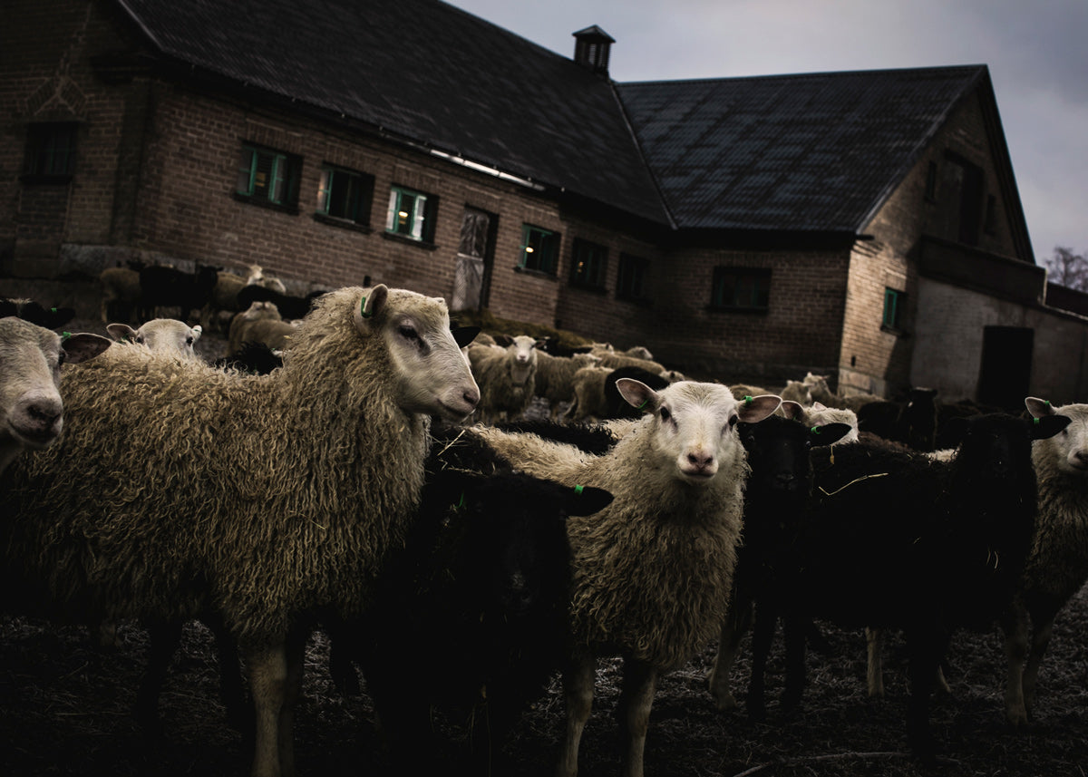 Tiedote: Suomalaista villaa haaskataan suuria määriä