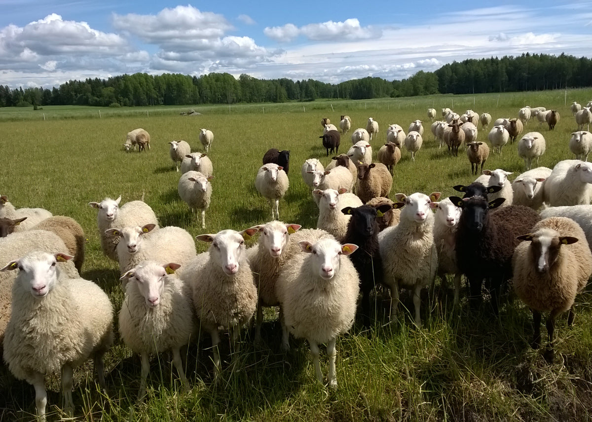 Esittelyssä: Tolvilan kartanon Lammastila